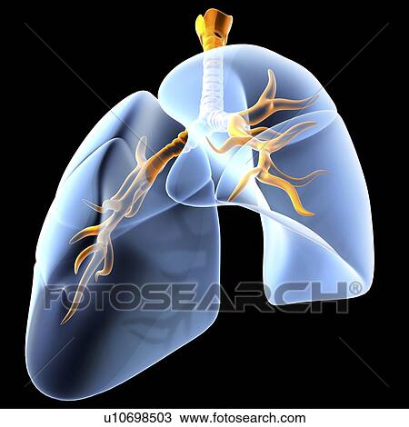 Lungs, computer artwork. Both the bronchial tree, the network of airways serving both lungs, and the overall shape of the lungs, is shown here. The trunk of the bronchial tree is the trachea (windpipe, top centre), which branches into the left and right b View Large Photo Image Stock Image - Lungs, computer artwork. Both the bronchial tree, the network of airways serving both lungs, and the overall shape of the lungs, is shown here. The trunk of the bronchial tree is the trachea (windpipe, top centre), which branches into the left and right b. Fotosearch
