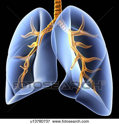 Stock Photo - Lungs, computer artwork. Both the bronchial tree, the network of airways serving both lungs, and the overall shape of the lungs, is shown here. The trunk of the bronchial tree is the trachea (windpipe, top centre), which branches into the left and right b. Fotosearch