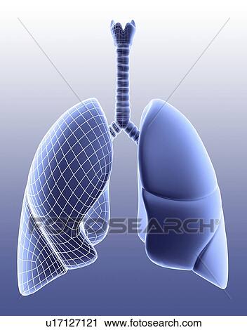 Stock Image - Lungs, computer artwork depicting one lung in wireframe style.. Fotosearch