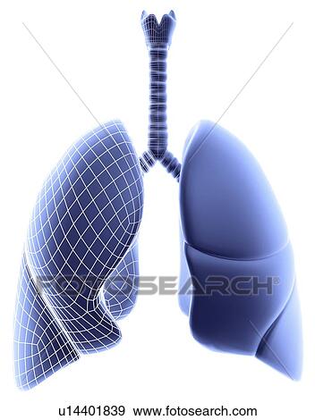 Stock Photo - Lungs, computer artwork depicting one lung in wireframe style.. Fotosearch