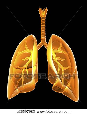 Stock Image - Lungs, computer artwork.. Fotosearch