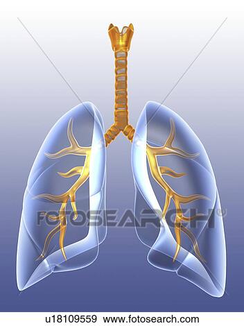 Lungs, computer artwork. View Large Photo Image Stock Photo - Lungs, computer artwork.. Fotosearch
