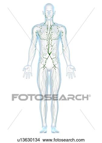 Lymphatic system, computer artwork. View Large Photo Image Picture - Lymphatic system, computer artwork.. Fotosearch