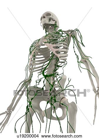 Picture - Lymphatic system, computer artwork.. Fotosearch