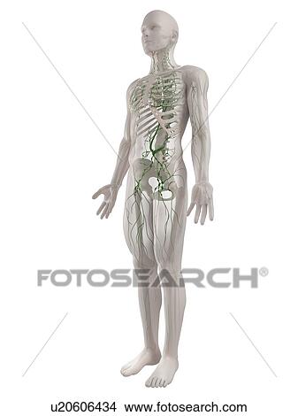 Picture - Lymphatic system, computer artwork.. Fotosearch