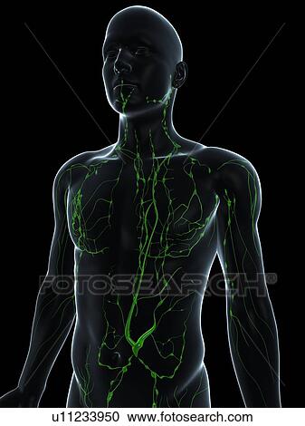 Stock Image - Lymphatic system, computer artwork.. Fotosearch