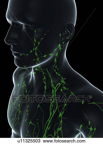 Stock Image - Lymphatic system, computer artwork.. Fotosearch