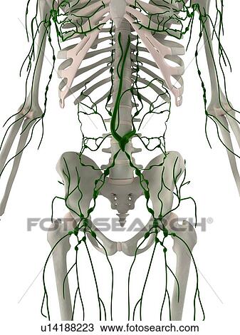 Stock Image - Lymphatic system, computer artwork.. Fotosearch
