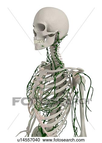Lymphatic system, computer artwork. View Large Photo Image Stock Image - Lymphatic system, computer artwork.. Fotosearch