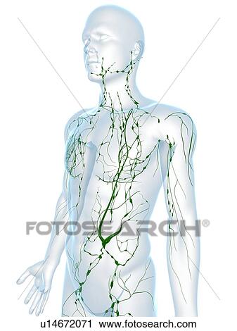 Stock Image - Lymphatic system, computer artwork.. Fotosearch