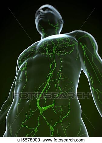 Stock Image - Lymphatic system, computer artwork.. Fotosearch