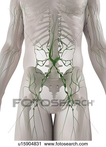 Lymphatic system, computer artwork. View Large Photo Image Stock Image - Lymphatic system, computer artwork.. Fotosearch