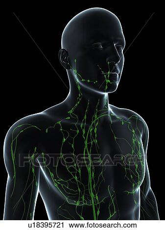 Stock Image - Lymphatic system, computer artwork.. Fotosearch