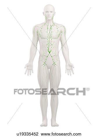 Stock Image - Lymphatic system, computer artwork.. Fotosearch