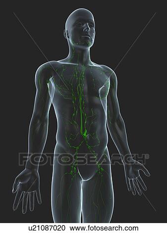 Stock Image - Lymphatic system, computer artwork.. Fotosearch