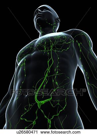 Lymphatic system, computer artwork. View Large Photo Image Stock Image - Lymphatic system, computer artwork.. Fotosearch