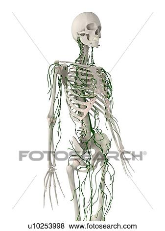 Lymphatic system, computer artwork. View Large Photo Image Stock Photo - Lymphatic system, computer artwork.. Fotosearch