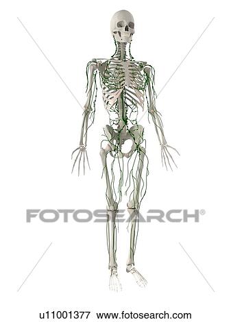 Stock Photo - Lymphatic system, computer artwork.. Fotosearch