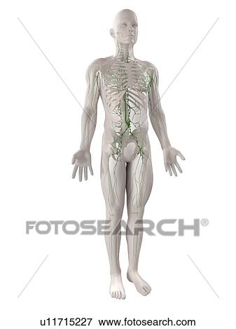 Lymphatic system, computer artwork. View Large Photo Image Stock Photo - Lymphatic system, computer artwork.. Fotosearch