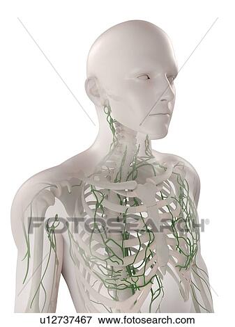 Stock Photo - Lymphatic system, computer artwork.. Fotosearch