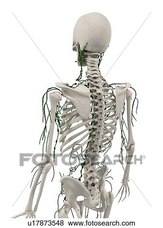 Lymphatic system, computer artwork. View Large Photo Image Stock Photo - Lymphatic system, computer artwork.. Fotosearch