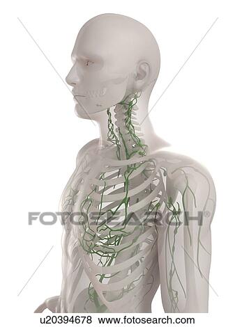 Stock Photo - Lymphatic system, computer artwork.. Fotosearch