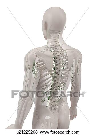 Lymphatic system, computer artwork. View Large Photo Image Stock Photo - Lymphatic system, computer artwork.. Fotosearch