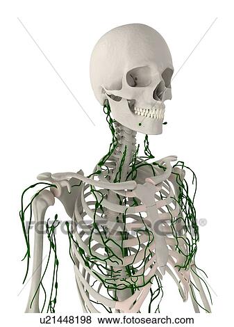 Stock Photo - Lymphatic system, computer artwork.. Fotosearch