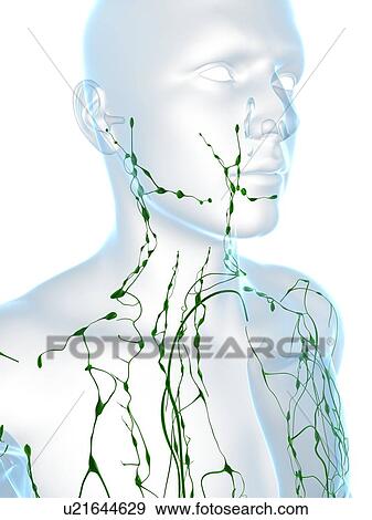 Lymphatic system, computer artwork. View Large Photo Image Stock Photo - Lymphatic system, computer artwork.. Fotosearch