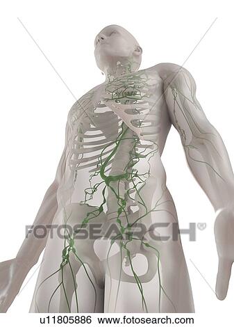 Lymphatic system, computer artwork. View Large Photo Image Stock Photograph - Lymphatic system, computer artwork.. Fotosearch