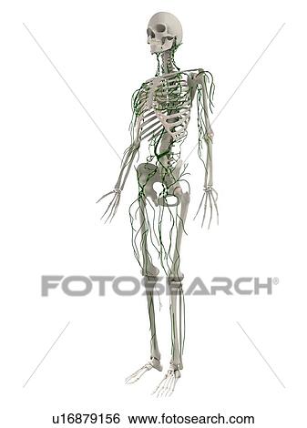 Stock Photograph - Lymphatic system, computer artwork.. Fotosearch
