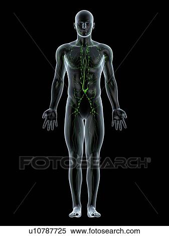Stock Photography - Lymphatic system, computer artwork.. Fotosearch