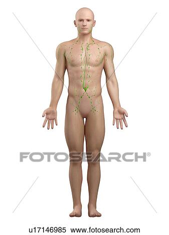Stock Photography - Lymphatic system, computer artwork.. Fotosearch