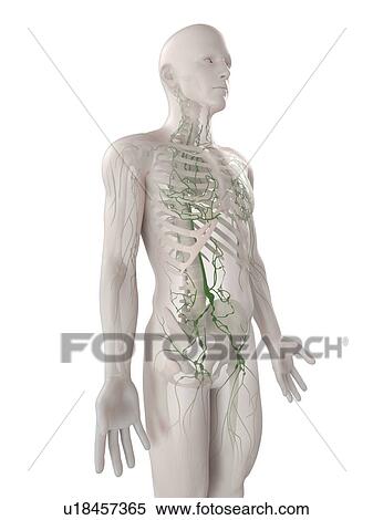Lymphatic system, computer artwork. View Large Photo Image Stock Photography - Lymphatic system, computer artwork.. Fotosearch