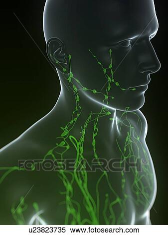 Lymphatic system, computer artwork. View Large Photo Image Stock Photography - Lymphatic system, computer artwork.. Fotosearch