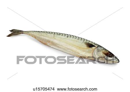 Picture - Mackerel.. Fotosearch