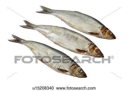 Mackerel. View Large Photo Image Stock Image - Mackerel.. Fotosearch