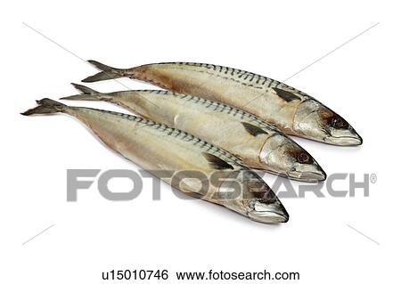 Mackerel. View Large Photo Image Stock Photograph - Mackerel.. Fotosearch