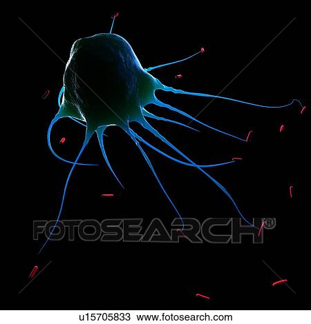 Stock Image - Macrophage attacking bacteria, computer artwork.. Fotosearch