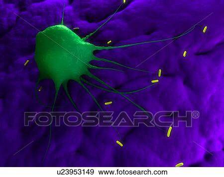 Stock Photo - Macrophage attacking bacteria, computer artwork.. Fotosearch