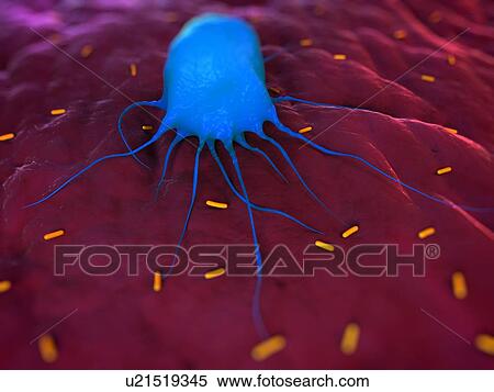 Stock Photography - Macrophage attacking bacteria, computer artwork.. Fotosearch