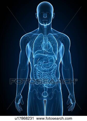Stock Image - Male anatomy, computer artwork.. Fotosearch