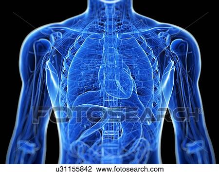 Stock Image - Male anatomy, computer artwork.. Fotosearch