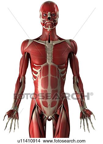 Male muscles, computer artwork. View Large Photo Image Picture - Male muscles, computer artwork.. Fotosearch