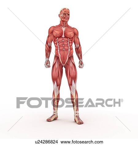 Male muscles, computer artwork. View Large Photo Image Picture - Male muscles, computer artwork.. Fotosearch