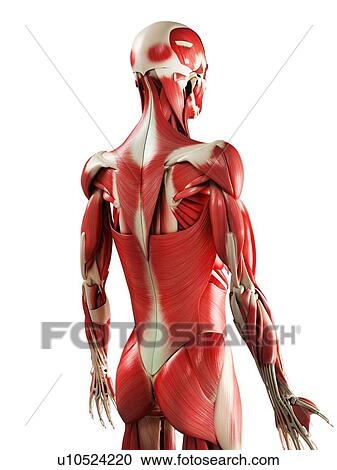 Male muscles, computer artwork. View Large Photo Image Stock Image - Male muscles, computer artwork.. Fotosearch