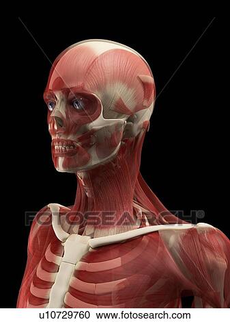 Stock Image - Male muscles, computer artwork.. Fotosearch