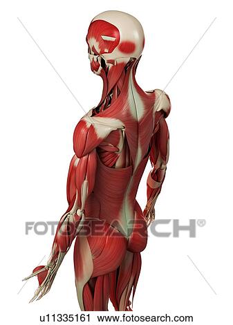 Stock Image - Male muscles, computer artwork.. Fotosearch