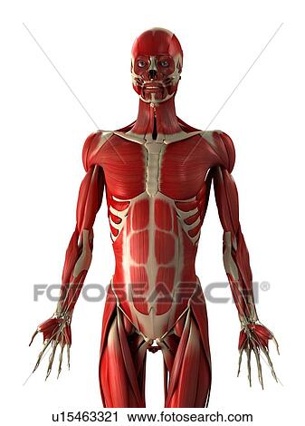 Male muscles, computer artwork. View Large Photo Image Stock Image - Male muscles, computer artwork.. Fotosearch