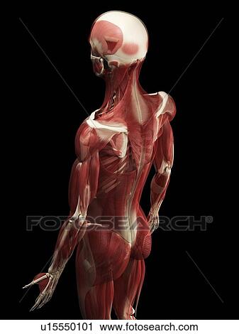 Male muscles, computer artwork. View Large Photo Image Stock Image - Male muscles, computer artwork.. Fotosearch